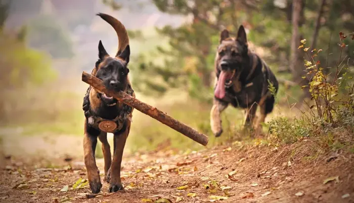 Photo deux chiens en balade